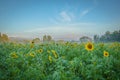 Sunflower field in the early morning Royalty Free Stock Photo