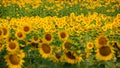 Sunflower field in the early morning light Royalty Free Stock Photo