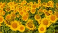 Sunflower field in the early morning light Royalty Free Stock Photo