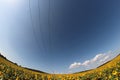 Sunflower field with electric power line Royalty Free Stock Photo