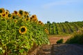 Sunflower field in Etyek, Hungary, vineyard in the backgrounds Royalty Free Stock Photo