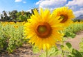 Sunflower in the field facing direct toward the sun Royalty Free Stock Photo