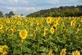 Sunflower Field