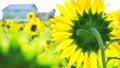 Sunflower field farm, nature, flowers, agriculture, garden, yellow Royalty Free Stock Photo