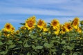 Sunflower Field Royalty Free Stock Photo