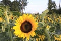 Sunflower field