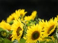Sunflower seed heads track the sun in the Fingerlakes NYS Royalty Free Stock Photo