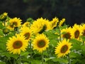 Sunflower field in the Eastern Fingerlakes NYS