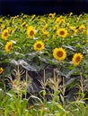 Sunflower and corn field in the Eastern Fingerlakes NYS