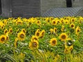 Sunflower field grows around historic wood barn in the NYS Fingerlakes