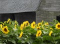 Yellow Sunflower field and weathered wood barn in the Fingerlakes NYS