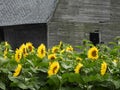 Sunflower field by historic wood barn in the Fingerlakes NYS