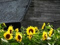 Historic wooden barn with yellow Sunflowers Fingerlakes NYS