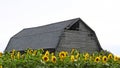 Historic old wood barn and Sunflower field Fingerlakes NYS Royalty Free Stock Photo