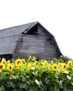 Wood barn in yellow Sunflower field in Fingerlakes NYS Royalty Free Stock Photo