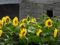 Sunflower field flowers with weathered barn in the Fingerlakes NYS