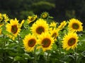 Colorful Sunflower farm field in Eastern Fingerlakes NYS