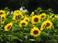 Sunflower field in the Cayuga Lake area in Fingerlakes NYS Royalty Free Stock Photo