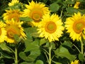 Sunflower field in the FingerLakes region in NYS