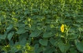 Sunflower field, the first opened flower on the field of green sunflower buds