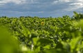 Sunflower field, the first opened flower on the field of green sunflower buds