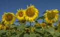 Sunflower field, in the foreground a family of smiling sunflowers Royalty Free Stock Photo