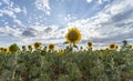 Sunflower field in foreground with sunbeams hidden in clouds. Dry and summer flowers Royalty Free Stock Photo