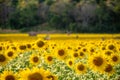 Sunflower field with forest background