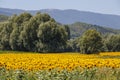 Sunflower field in front of the fresh green trees and hills in Provence, southern France. Royalty Free Stock Photo