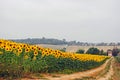 Sunflower field in full bloom in French countryside. Road to farmhouse. Royalty Free Stock Photo
