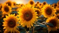 Sunflower Field in Full Bloom with golden sunlight Royalty Free Stock Photo