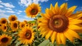 Sunflower Field in Full Bloom with golden sunlight Royalty Free Stock Photo