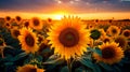 Sunflower Field in Full Bloom with golden sunlight Royalty Free Stock Photo