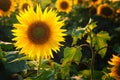Sunflower in full bloom in field of sunflowers on a sunny day Royalty Free Stock Photo