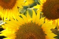 Sunflower in full bloom in field of sunflowers on a sunny day Royalty Free Stock Photo