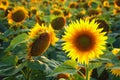 Sunflower in full bloom in field of sunflowers on a sunny day Royalty Free Stock Photo