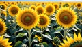 Sunflower Field in Full Bloom Royalty Free Stock Photo