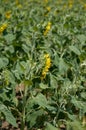 Sunflower, field full of yellow sunflowers, green Royalty Free Stock Photo