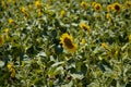 Sunflower, field full of yellow sunflowers, green Royalty Free Stock Photo