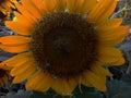 Sunflower field in the garden