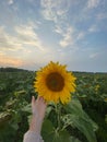 Sunflower in the field. The girl`s hand reaches for the first-person view of the sunflower Royalty Free Stock Photo