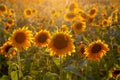 Sunflower field in the lden hour Royalty Free Stock Photo