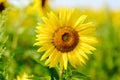 Sunflower field Royalty Free Stock Photo