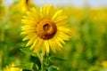 Sunflower field Royalty Free Stock Photo