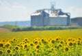 Sunflower Field and Grain Silos Royalty Free Stock Photo