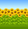 Sunflower field