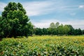 Sunflower field with green tree forest in Korea Royalty Free Stock Photo