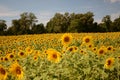 Sunflower Field Royalty Free Stock Photo