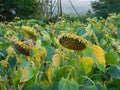 Sunflower field before harvesting Royalty Free Stock Photo