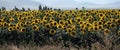 Sunflower field header Royalty Free Stock Photo